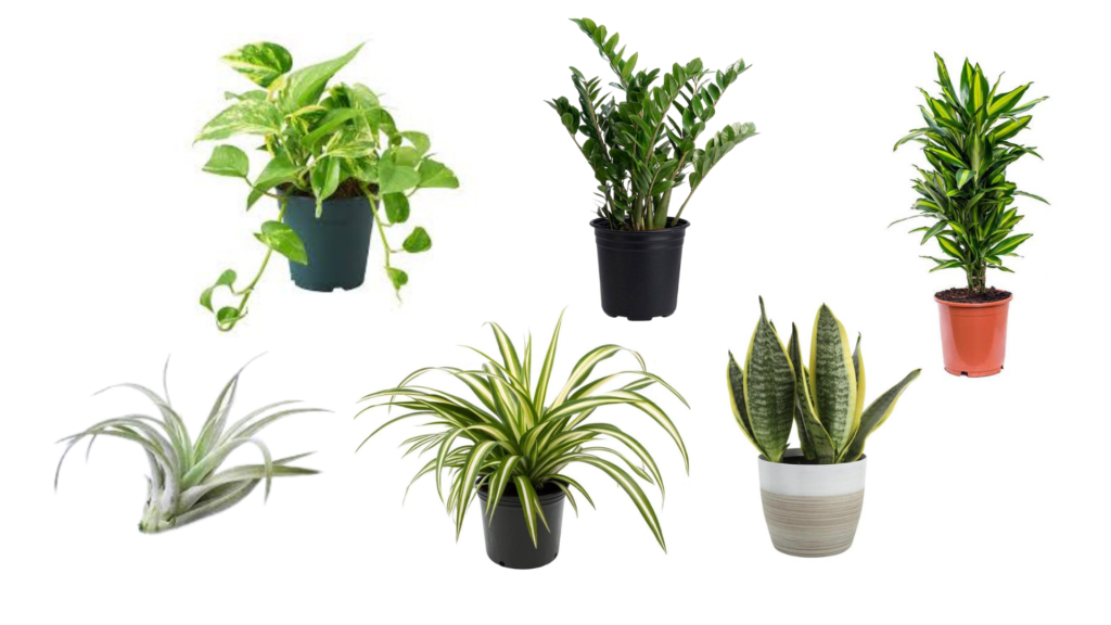 6 Low Maintenance Plants That Will Bring Life To Your Apartment 1 1024x576